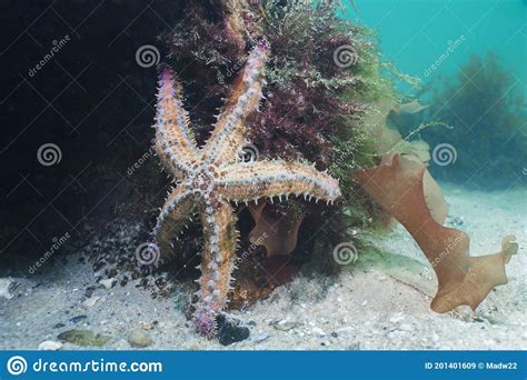 A Large Spiny Sea Star Marthasterias Glacialis Stock Image Image Of