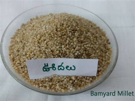 Today's post is about different types of millets (siruthaniyam vagaigal in tamil) varieties, its health benefits, nutritional information/calories for millets and its names in different languages like english, tamil, telugu, hindi, malayalam. Organic Barnyard Millet (Udalu), 1 kg, Rs 135 /one Uppada ...