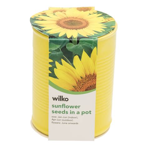 Sunflowers are a cheerful and easy plant to grow as long as they get plenty of light and water. Wilko Sunflower Seeds in a Pot | Wilko