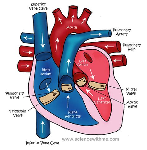 Simple Heart Diagram For Kids Images Pictures Becuo Clip Art Library