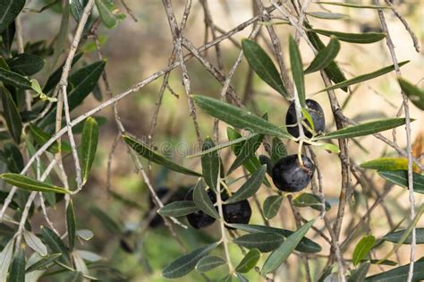Using the olive tree in an allegorical sense to illustrate israel and the gentiles is also done by zenos, as quoted by jacob 5. Black olive on a tree stock photo. Image of ingredient ...