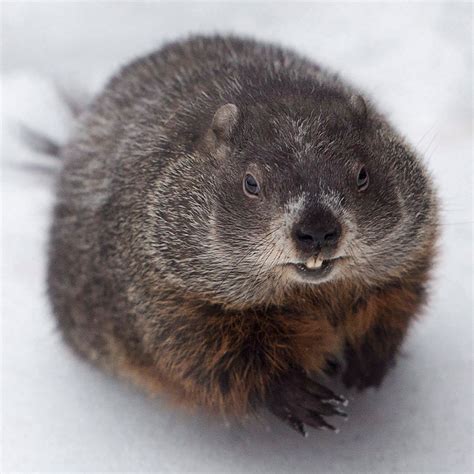 Groundhog Day: A Short History of Notable Canadian Groundhogs (and a