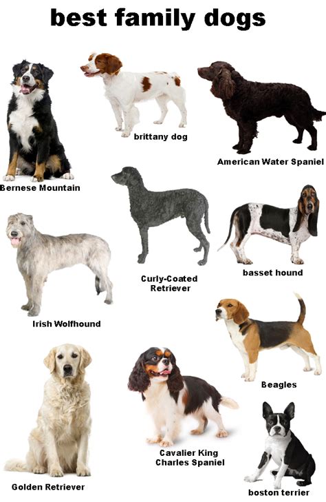 Choosing A Dog Which Breed Is Best For You Best Pet Ideas
