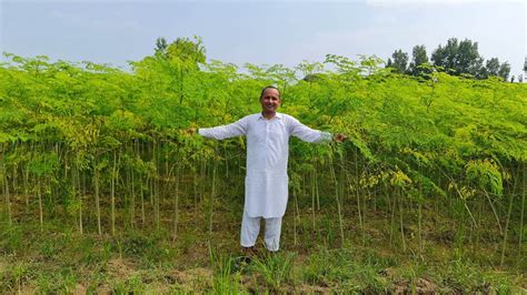 Organic Moringa Farming Moringa Superfood Miracle Plant Mubashir Saddique Village Food
