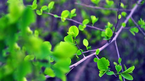 Green Leaves On A Branch Wallpaper Photography Wallpapers 23298