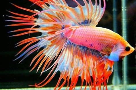 9 Jenis Ikan Cupang Hias Yang Cantik Dan Elegan