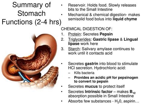 Ppt Digestive System Powerpoint Presentation Free Download Id2246575