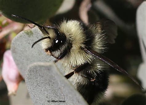 The First Bumble Bee Of The Year Bug Squad Anr Blogs