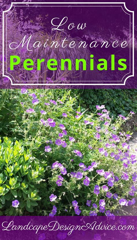 There are several different types of mums, so make. Perennial Flowers for a Stunning Design | Flowers ...