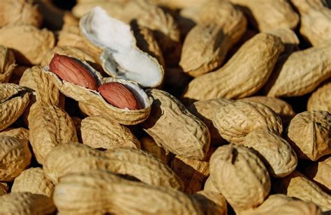 Peanut Genome Sequenced With Unprecedented Accuracy The Better Parent