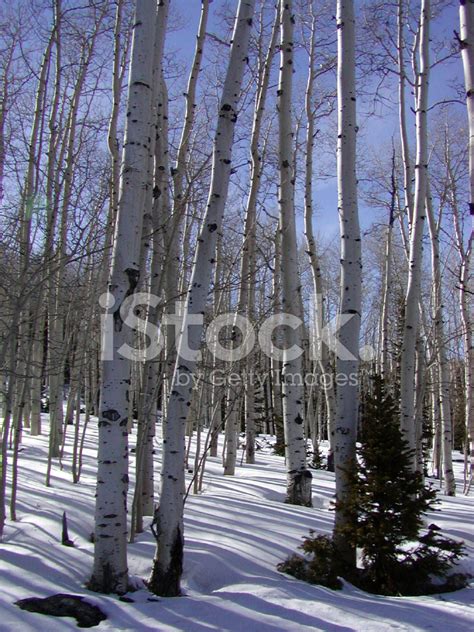 Winter Aspen Stock Photo Royalty Free Freeimages