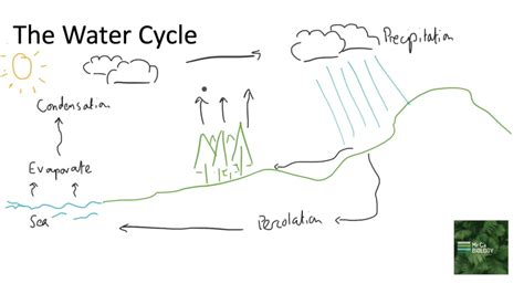 The Water Cycle Youtube