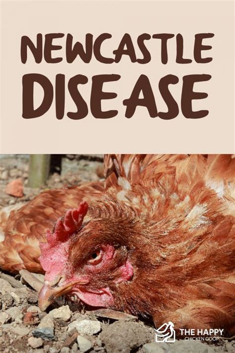 Newcastle Disease In Poultry What It Is And Why There Was A Massive