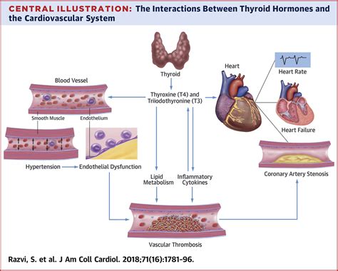 Thyroid Hormones And Cardiovascular Function And Diseases Journal Of
