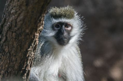 Vervet Monkey Acacia Woodland Zoochat