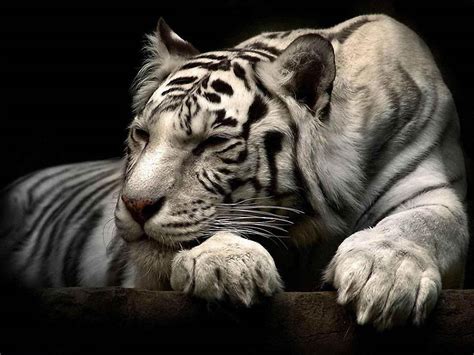 wallpapers: White Tiger Wallpapers