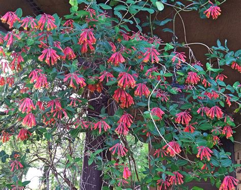 In case you want to operate a shaping trim to rebalance its antlers, wait until the end of flowering. Native Alternatives to Invasive Plants in the Southeast ...