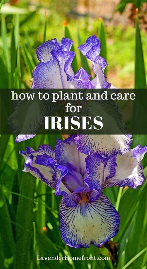 Planting And Caring For Irises Plants Growing Irises Gardening For