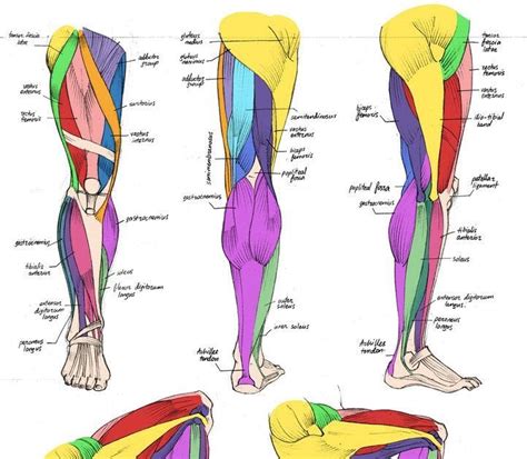 Blank Back Muscle Diagram Print Exercise 15 Gross