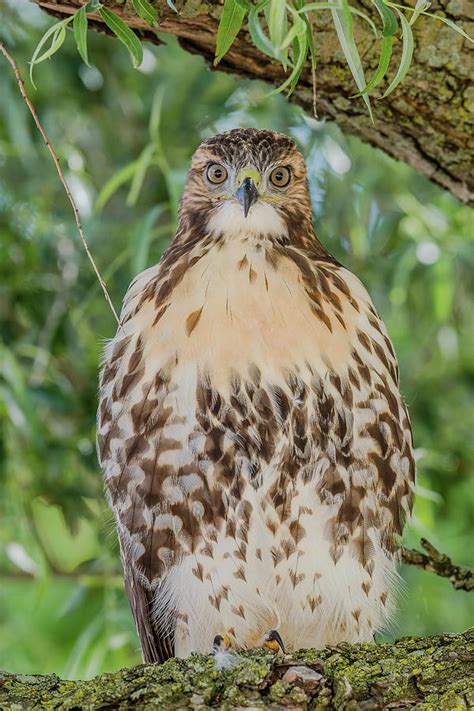 Juvenile Red Tailed Hawk Perched Photograph By Morris Finkelstein Pixels