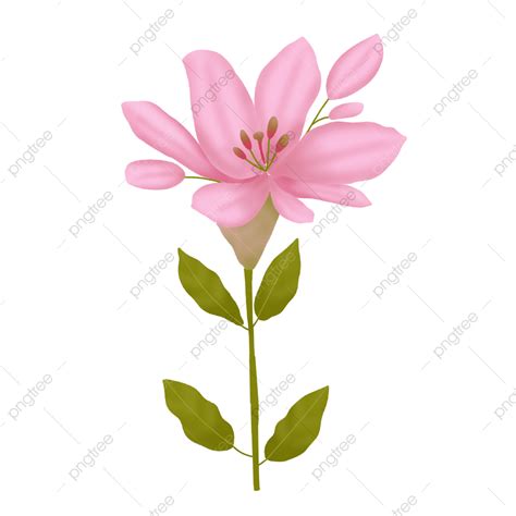 Lily Flower White Transparent Lily Flower Illustration Lily Flower