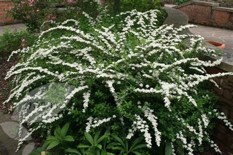 We did not find results for: 17 Best images about Deciduous Shrubs - Sun on Pinterest ...