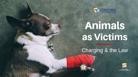 Cruelty To Animals Law Article Blog
