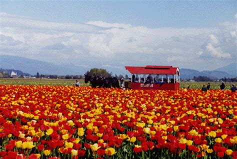 Tulip Farm Skagit Valley Near Seattle