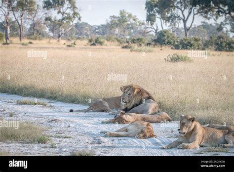 Sleeping Lions Hi Res Stock Photography And Images Alamy