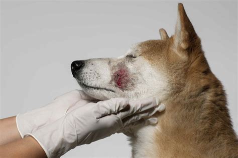Dog First Aid And Emergency Care Tips