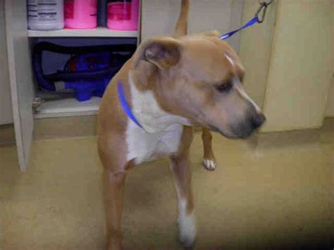 3000 santa rosa ave, santa rosa, ca. Located at Sonoma County Animal Care and Control in Santa ...