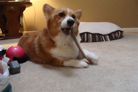 Cancer treatment for some dogs with lymphoma, and also can be a drug that helps them feel better and maintain their appetite and energy. Cookie - Living Well with Lymphoma! - The Daily Corgi