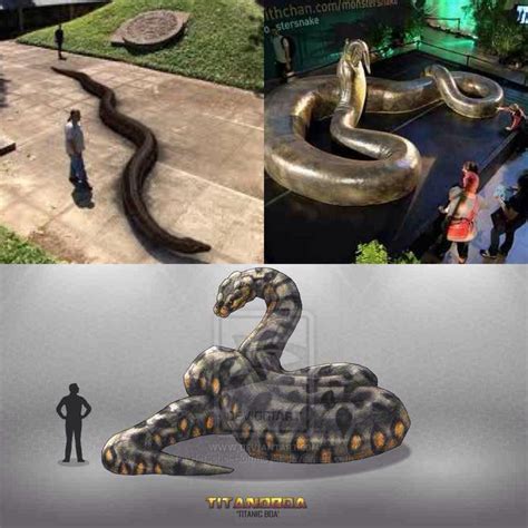 Titanoboa Meaning Titanic Boa Is An Extinct Genus Of Snake That