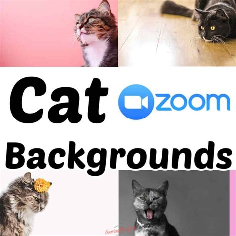 Cat Zoom Background
