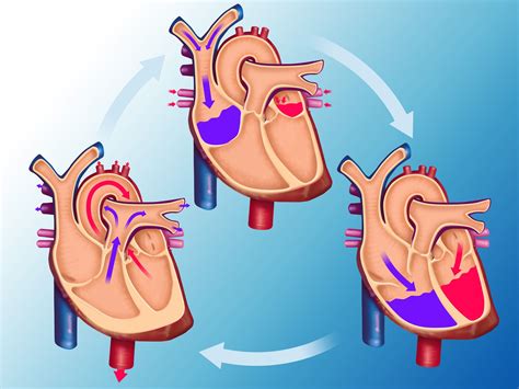 How The Circulatory System Works