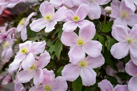 Most clematis don't need staking in the traditional sense, but they do need support. Tips for Training Climbing Plants - BBC Gardeners' World ...