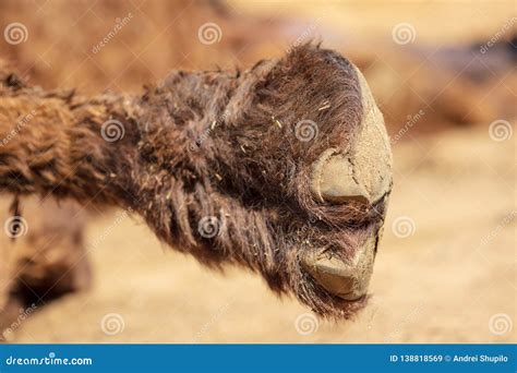 362 Camel Foot Photos Free And Royalty Free Stock Photos From Dreamstime