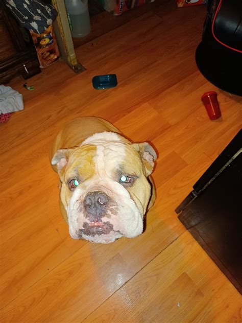 Traditional old English bulldog | Old english bulldog, English bulldog