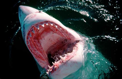 California Shark Attacks Heres Why Theyre On The Rise