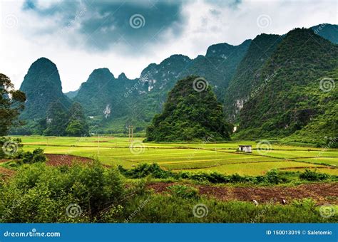 Rice Fields And Karst Rocks In Guangxi Province Of China Stock Image