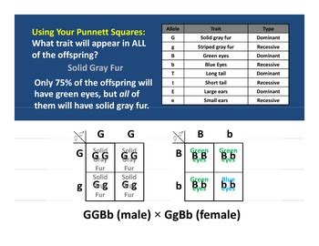 This simple guide will walk you through the steps of solving a typical dihybrid cross common in genetics. Punnett Squares: Dihybrid Crosses PowerPoint Lesson Plan by Haney Science