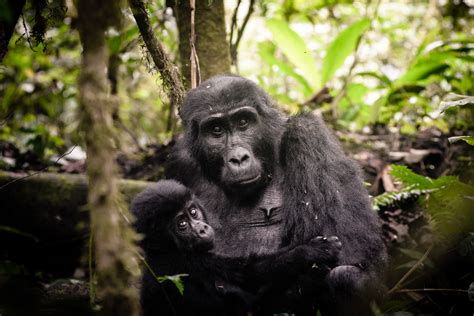 Gorillas In The Mist Gorilla Forest Camp African Portfolio