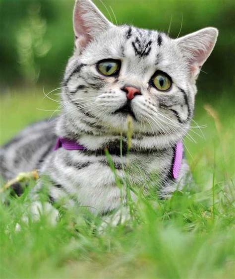 Luhu The Tabby Cat