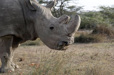 Worlds Last Male Northern White Rhino Dies Gma News Online