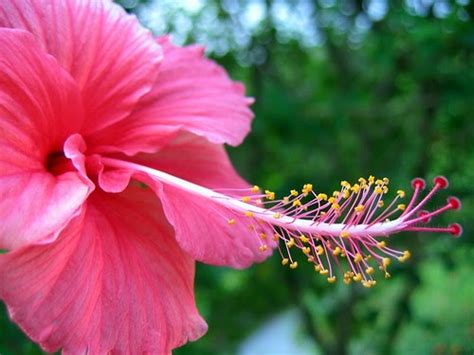 Hibiscus flower for sale philippines. Chinese Hibiscus Leaf Extract Increases Hair Growth in Mice