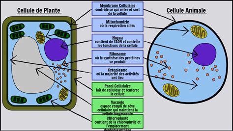 Grosse organite qui serve comme une cerveau ou centre de commande. Activités sur les Cellules Végétales et Animales ...
