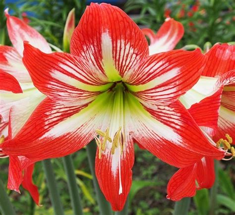 18 видео 1 477 просмотров обновлен 1 июн. Tanaman Amaryllis Snowflake