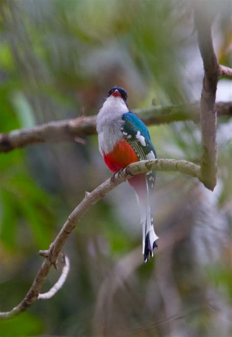 Splendid Cosmos Cuban Trogon Worlds Most Fascinating Colorful Bird