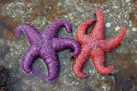 300 Ochre Sea Star Photos Stock Photos Pictures And Royalty Free Images