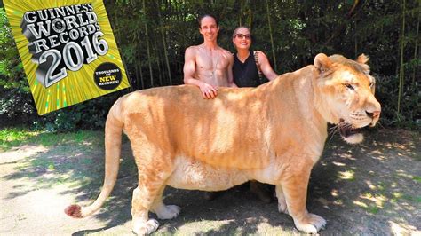 The Largest Cat In The World